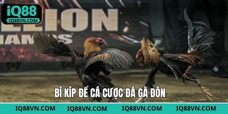 Bí quyết chọn chiến kê chuẩn cho tân binh chuẩn nhất