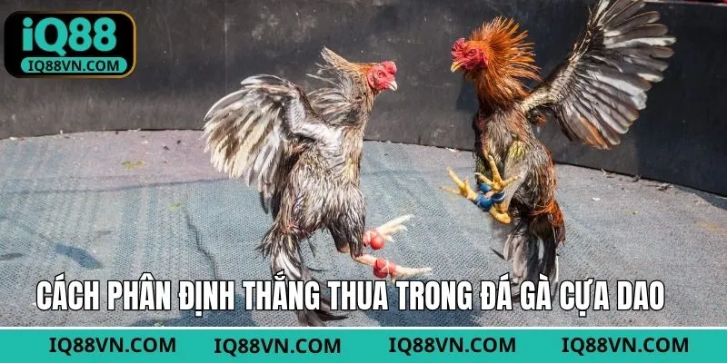 Cách phân định thắng bại trong đá gà cựa dao