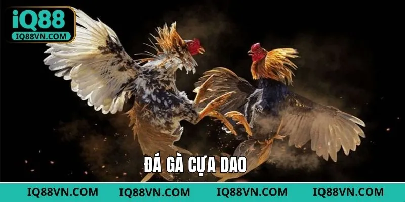 Đá Gà Cựa Dao - Theo Dõi Màn Tranh Tài Hấp Dẫn Tại IQ88