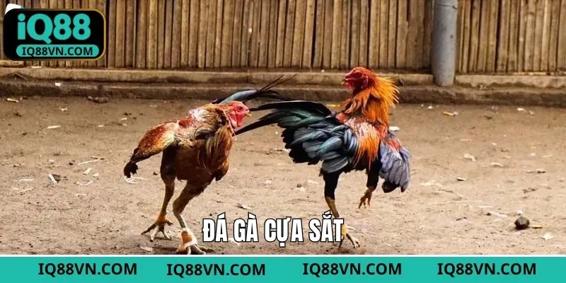 Đá Gà Cựa Sắt - Trực Tiếp Nhanh, Tỷ Lệ Thắng Cao Tại IQ88