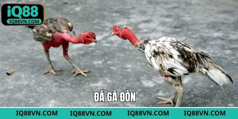 Đá Gà Đòn - Siêu Phẩm Giải Trí Kịch Tính Đỉnh Cao Tại IQ88