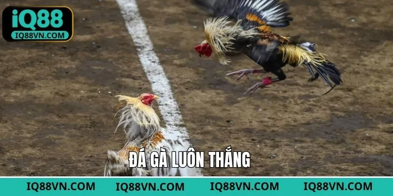 Gà Đá Luôn Thắng - Bí Quyết Cược Cực Chuẩn Tại IQ88