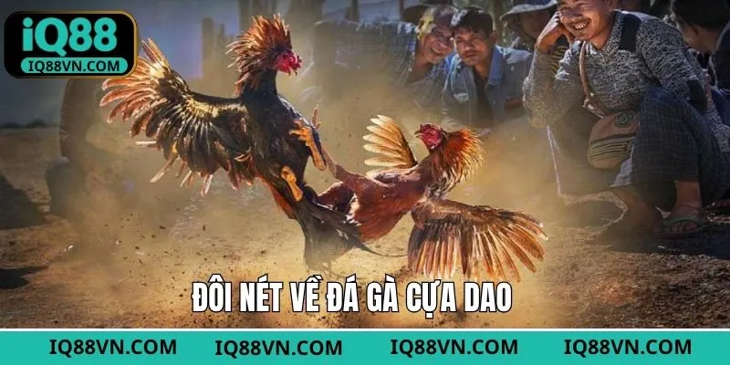 Đôi nét cơ bản về hình thức chọi kê nổi tiếng