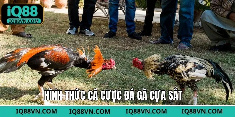 Những loại kèo cược thường gặp trong đá gà cựa sắt