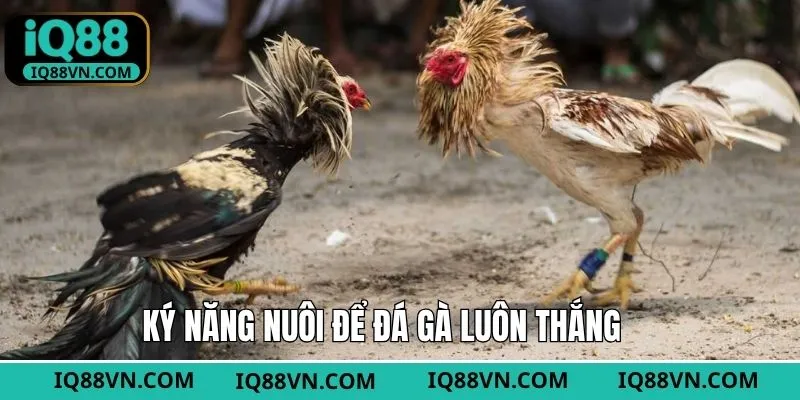 Kỹ thuật chăm sóc nuôi dưỡng gà chọi đúng cách