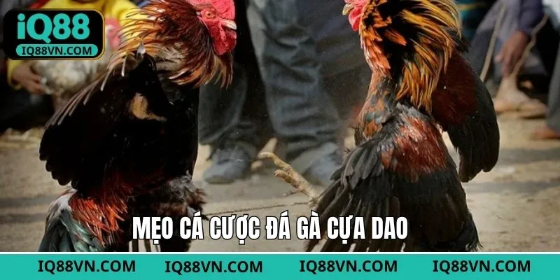 Cược đá gà cựa dao với lựa chọn kèo trên
