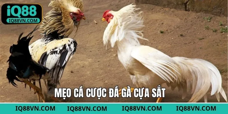 Linh hoạt lựa chọn kèo, dễ tối ưu lợi nhuận