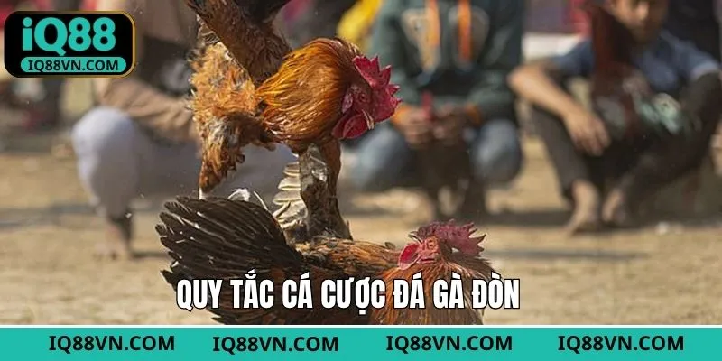 Tìm hiểu quy định về nguyên tắc đá gà đòn chuẩn nhất 