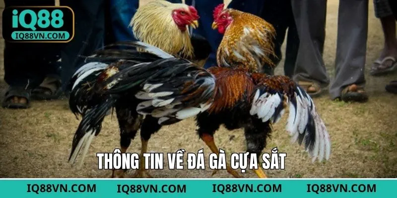 Điểm qua vài nét về đá gà cựa sắt