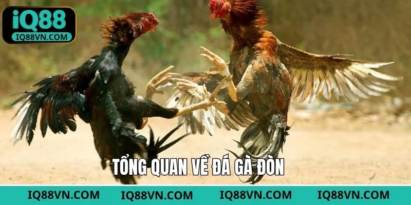 Thông tin về loại hình chọi gà đòn tại nhà cái 