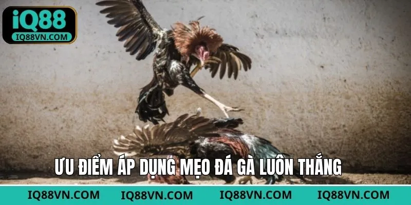 Tham gia dự đoán đá gà hiệu quả cùng mẹo hữu ích